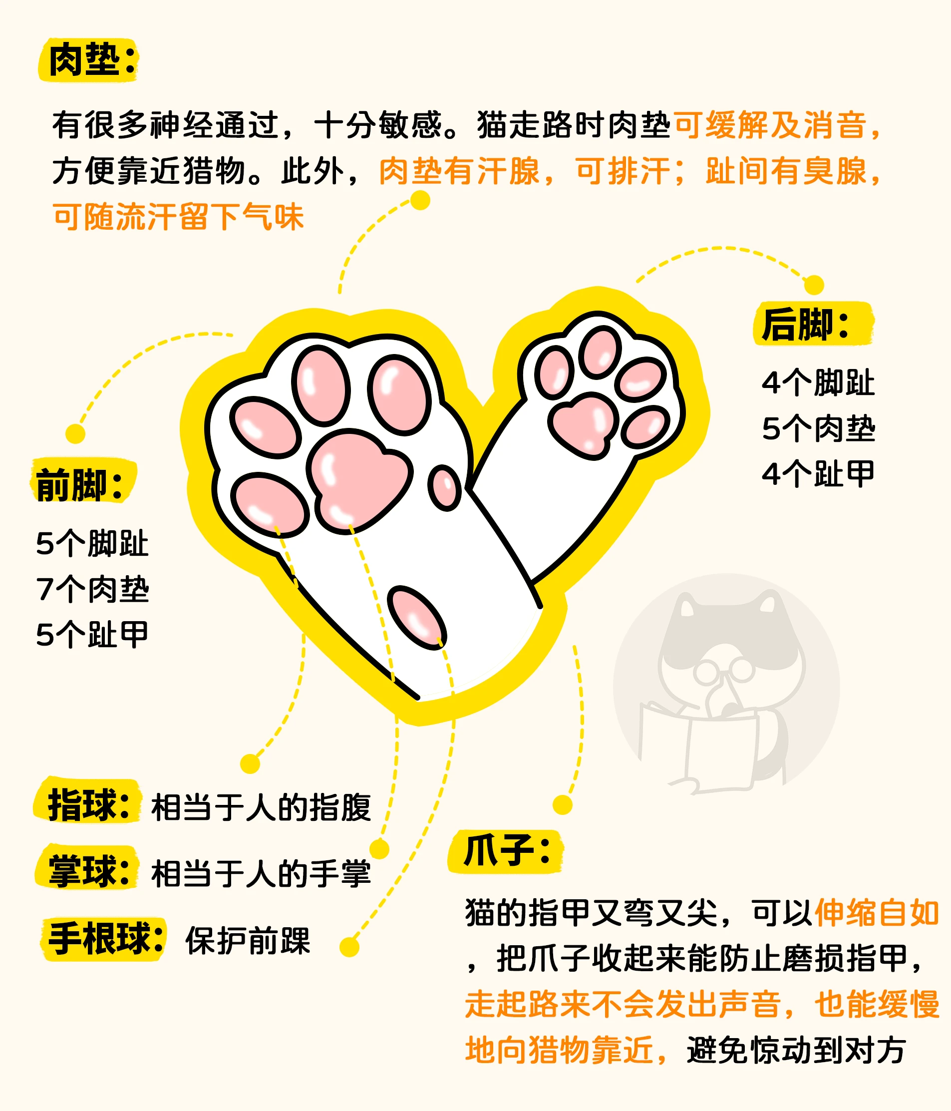 猫爪子结构图图片