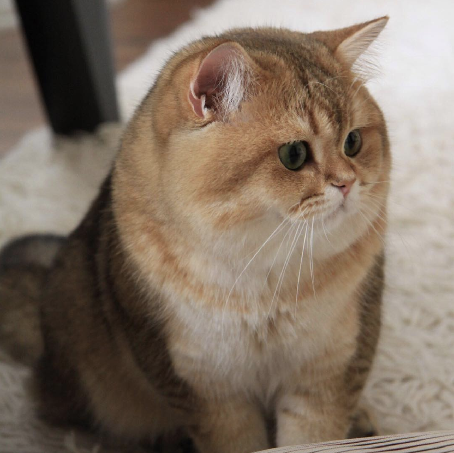 吸猫大会:英短金渐层jimmy