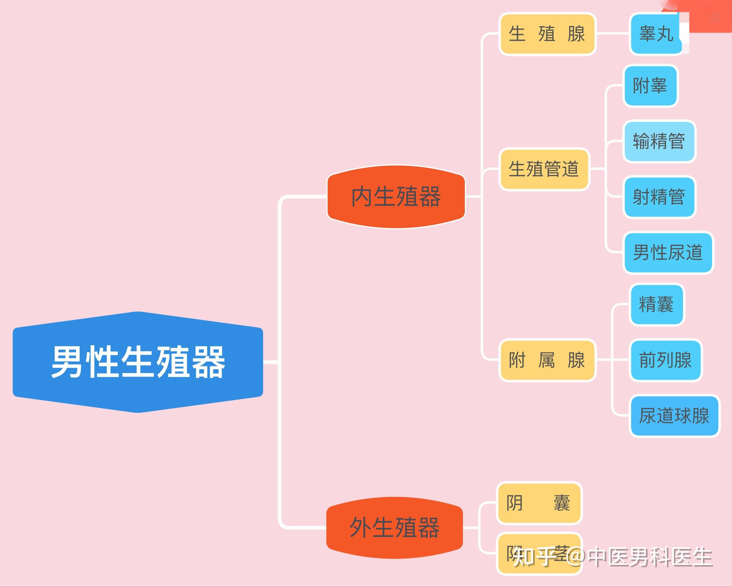 男性生殖器_1440X1440_高清视频素材下载(编号:2830280)_实拍视频_光厂(VJ师网) www.vjshi.com