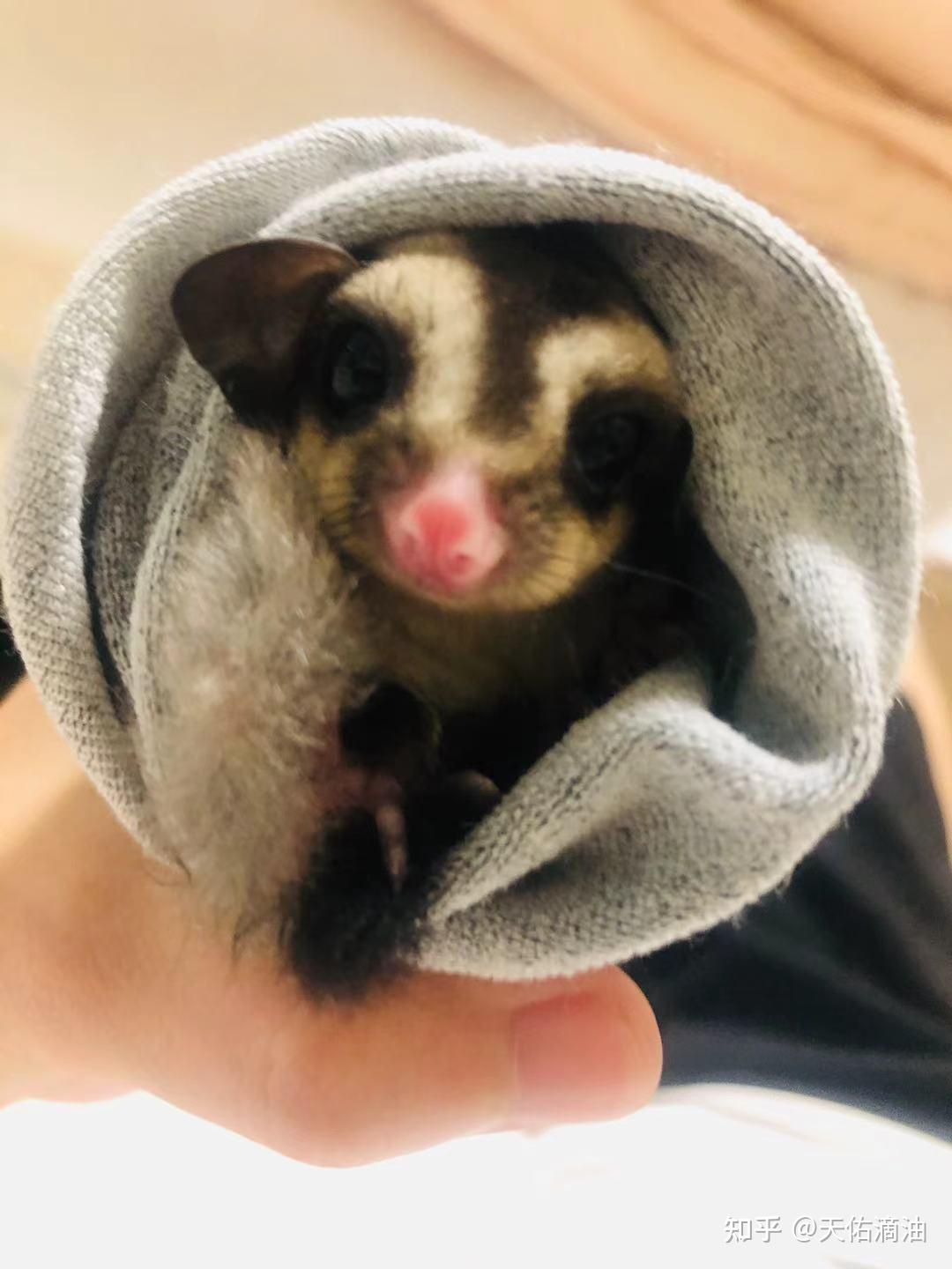 2个月的蜜袋鼯要学习飞行啦