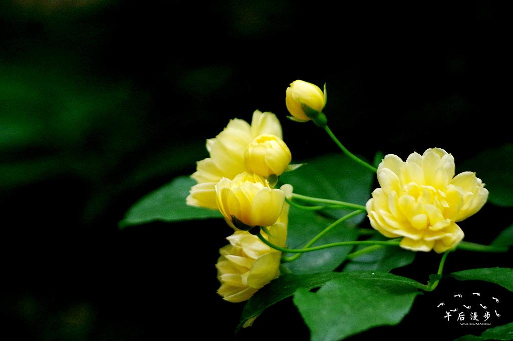 又到木香花开时白色花如雪 黄色花似锦 知乎