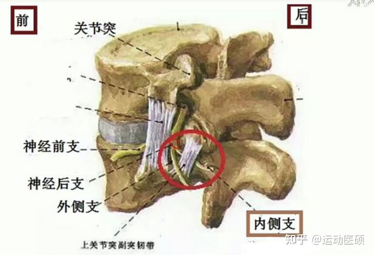 骨纤维管是由乳突和副突加上两者之间上关节突副突韧带组成