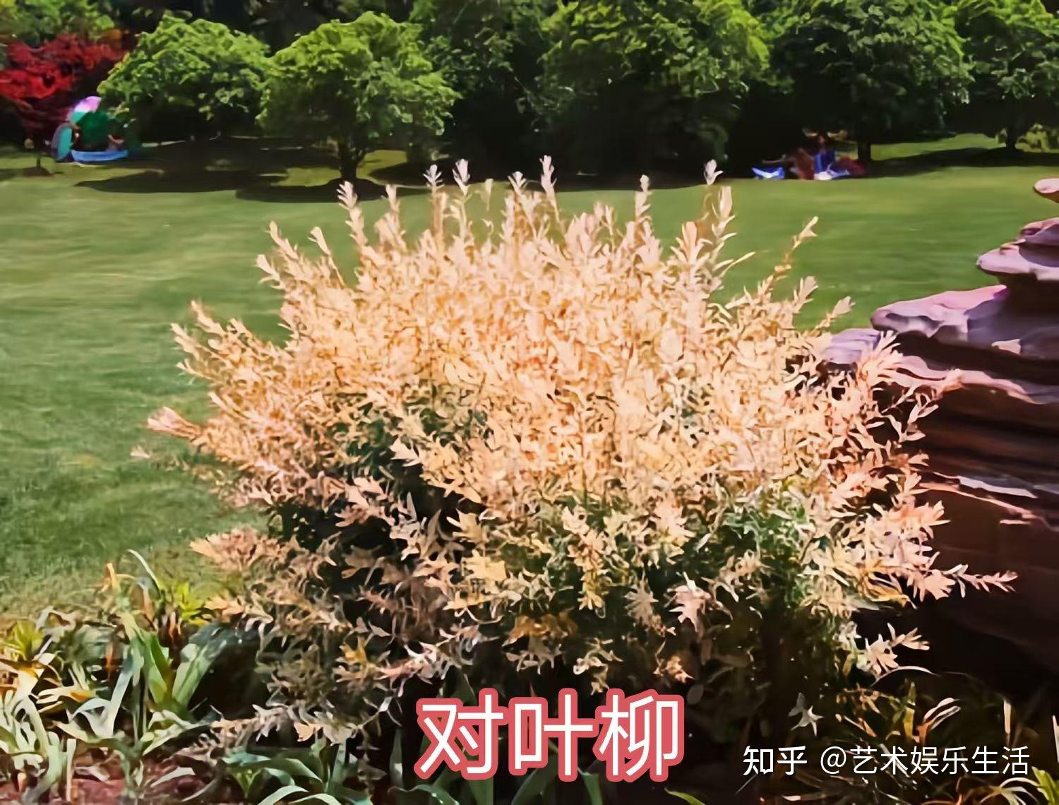 杨柳科植物有哪些 - 知乎