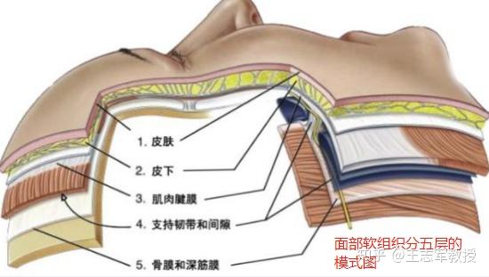 第三层是肌肉腱膜即是表浅肌肉腱膜系统(smas层),第四层是间隙和韧带