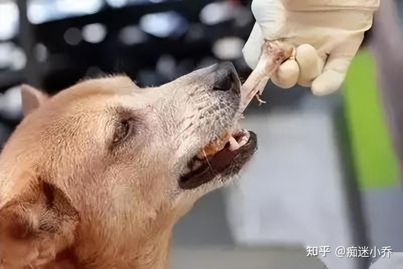 经常给狗狗吃鸡骨头