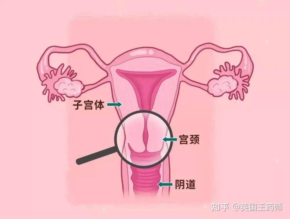 英國生活好物分享hpv自我檢測盒方便快捷保護隱私結果可靠