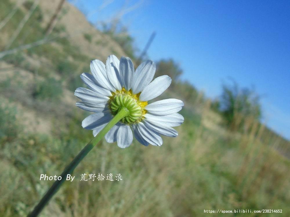 母菊 Matricaria chamomilla L.(洋甘菊) - 知乎