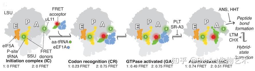 Trna Eef1a Nature | 人体mRNA解码比细菌慢的分子机制解析 - 知乎