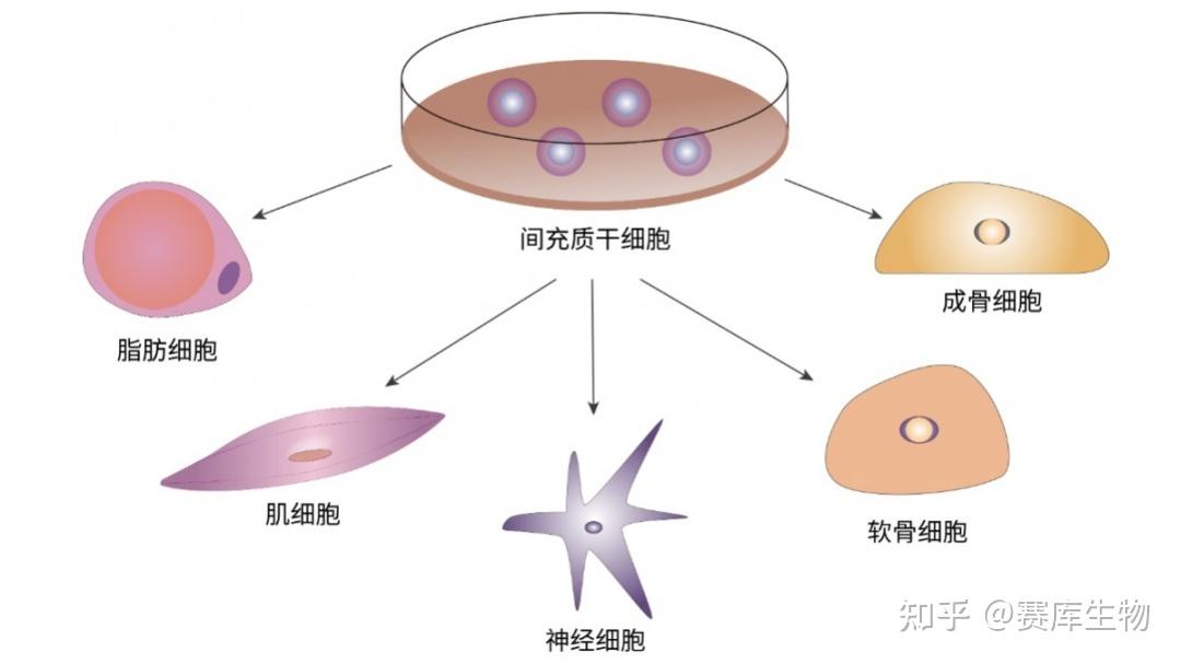 间充质干细胞示意图图片