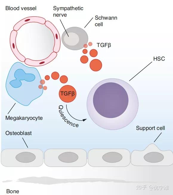 tgfβ乘风破浪的转化生长因子