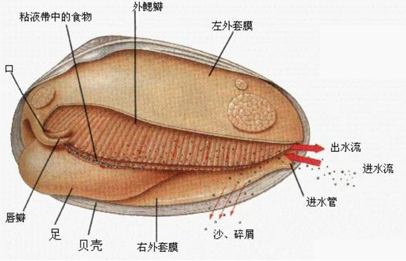 软体动物的内部结构图片