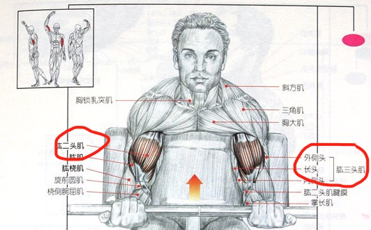 肱二头篇全解析 拿什么强壮你 我的手臂 知乎