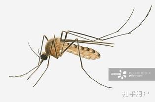 什么时候没蚊子 v2-1eaf6e277e41096ee691bf3b8cf286b9_b.jpg