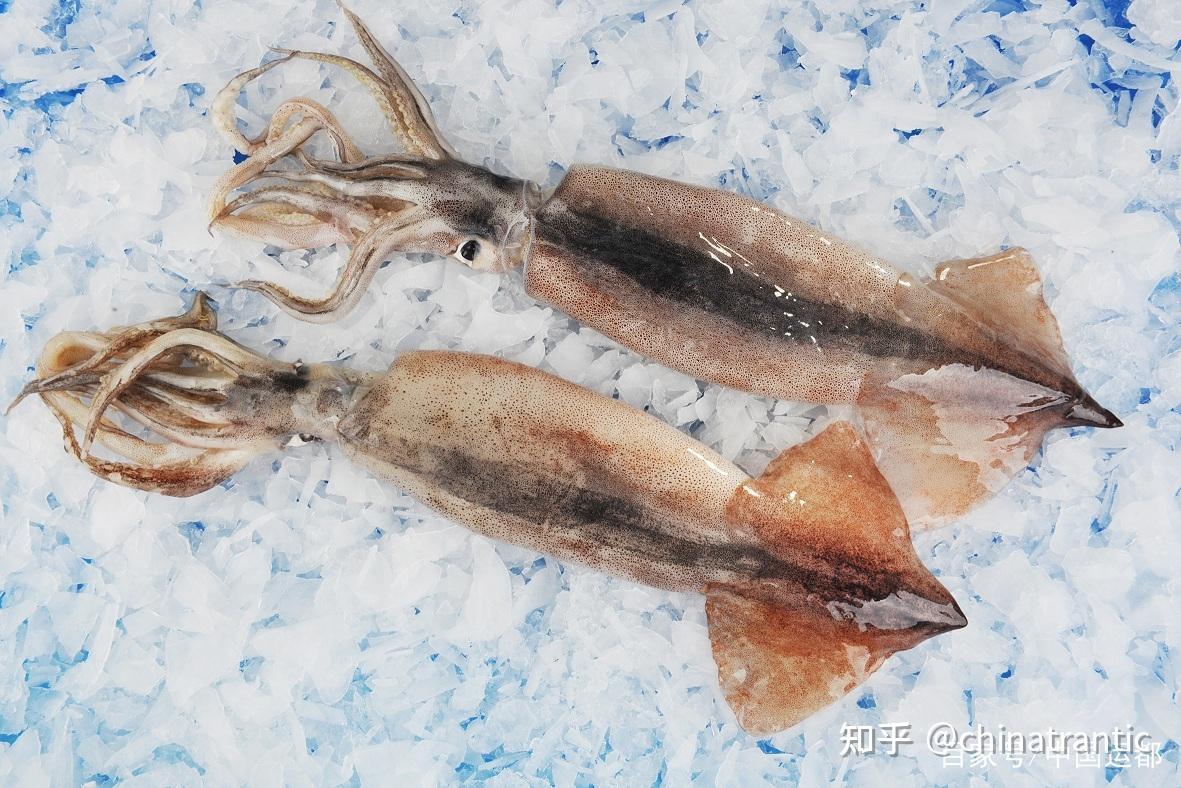 编辑搜图请点击输入图片描述(最多18字)3,北太平洋鱿鱼:产自北太平洋