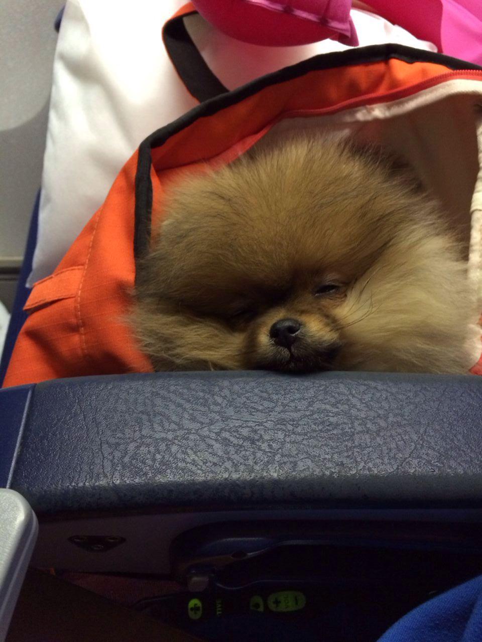 作为航空乘务员,在飞机上遇到过哪些有趣的事