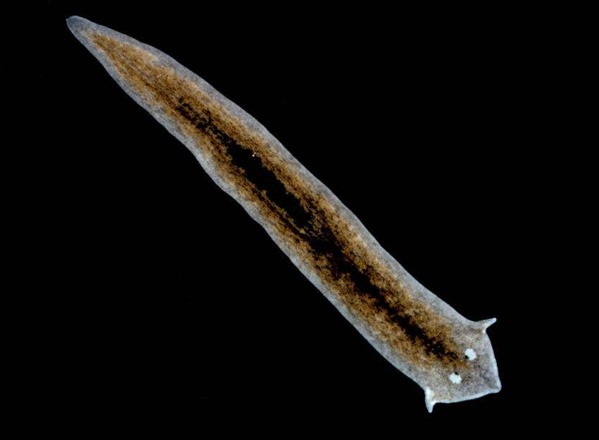 动物篇4扁形线形动物门