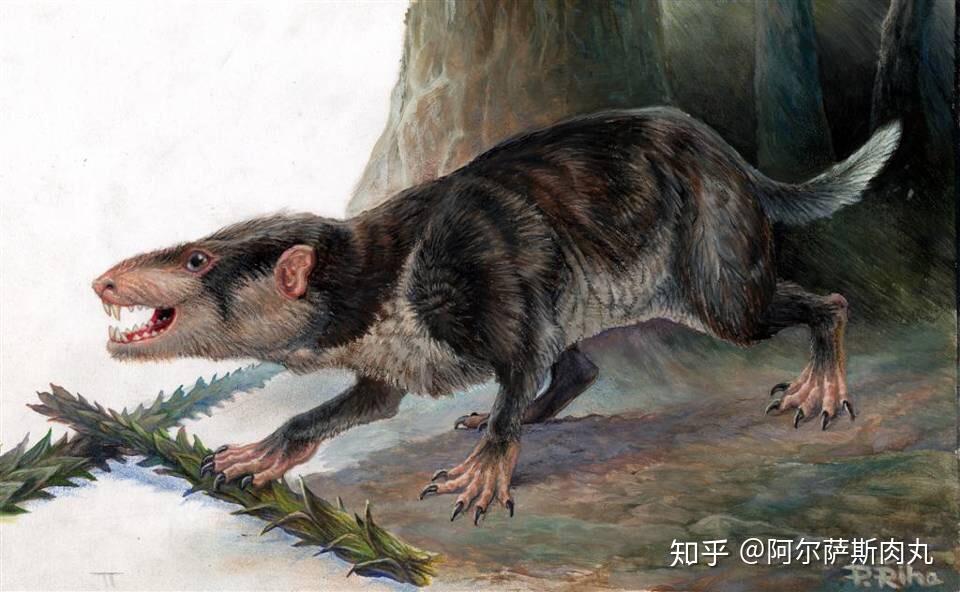 三尖齿兽繁盛于中生代侏罗纪这群又名"三椎齿兽目"的中生代哺乳类