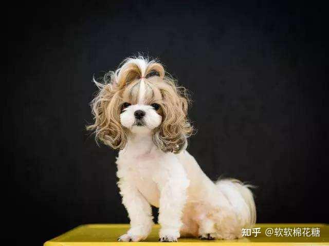 而且长长的毛发总能给主人弄出各种不一样的造型;而且西施犬的毛发不
