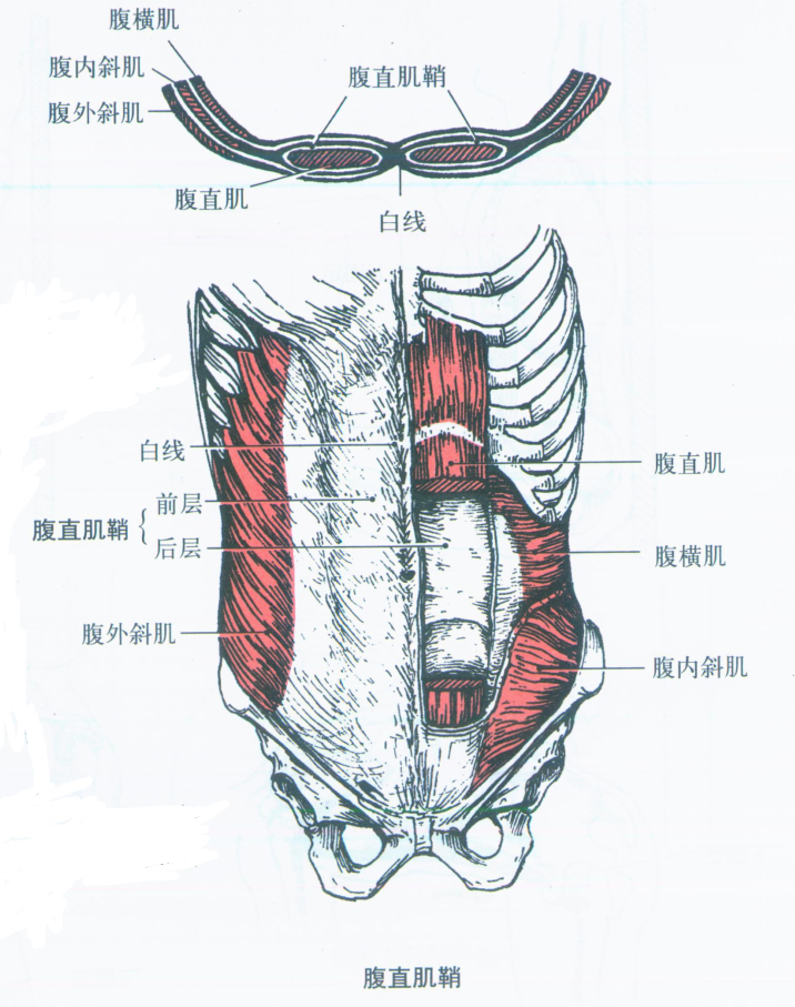 第003期:認識你的肌肉之軀幹肌:腹肌