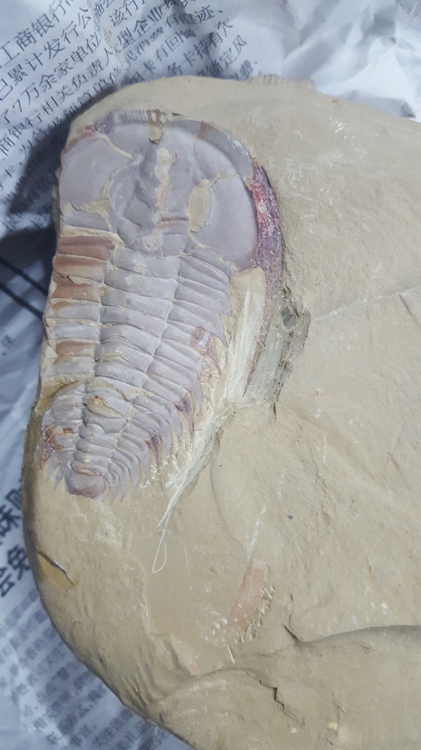 一只活的三叶虫能卖多少钱