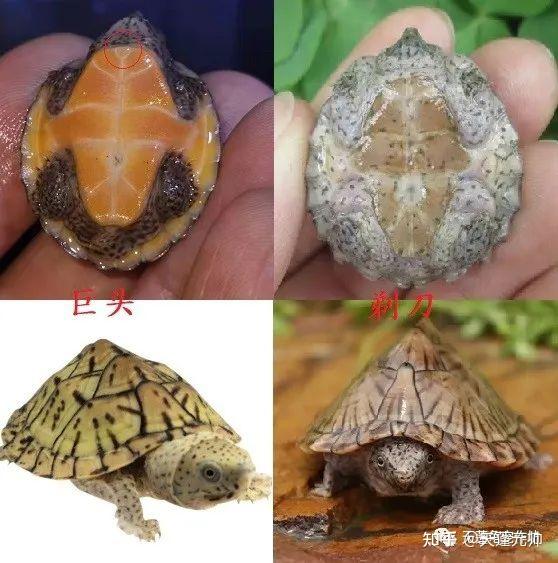 巨头麝香龟|小型深水蛋龟品种