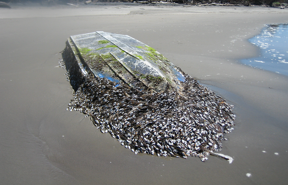 藤壶对船只的危害也很大,每年人们都要花费大量人力清理船底的藤壶,也