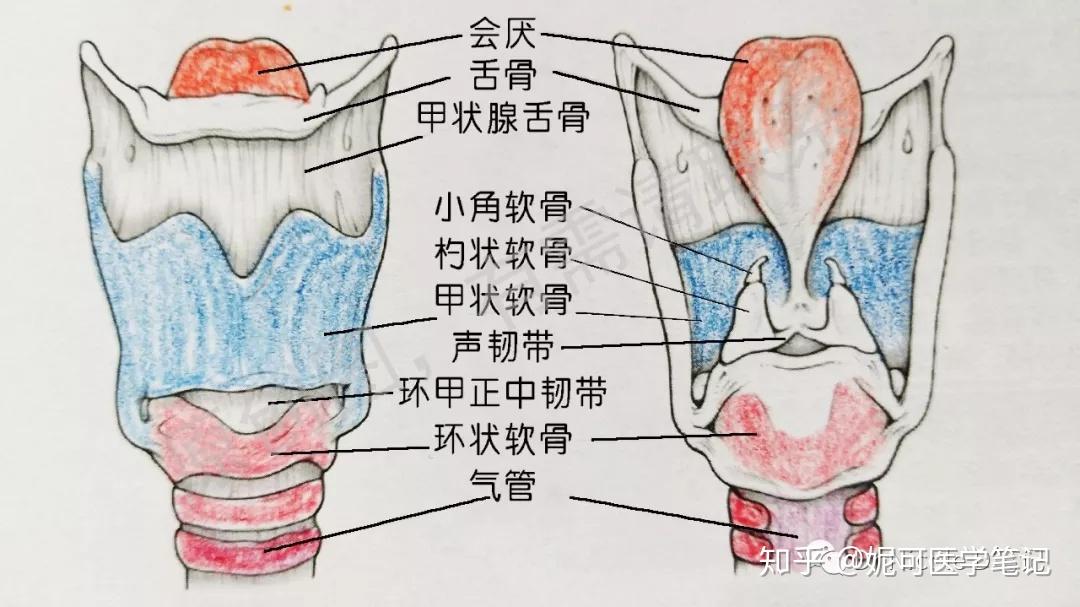 咽喉平面图图片