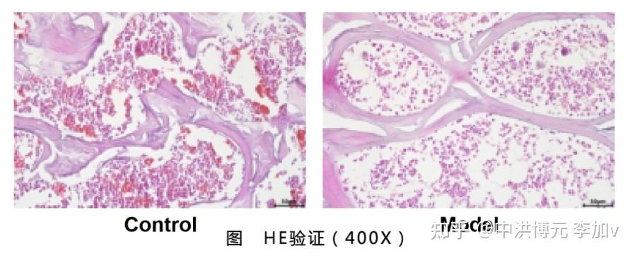 该如何选择适当的「骨质疏松」动物模型? - 知乎