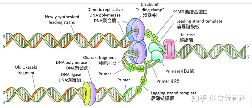 DNA复制所需的酶 - 知乎