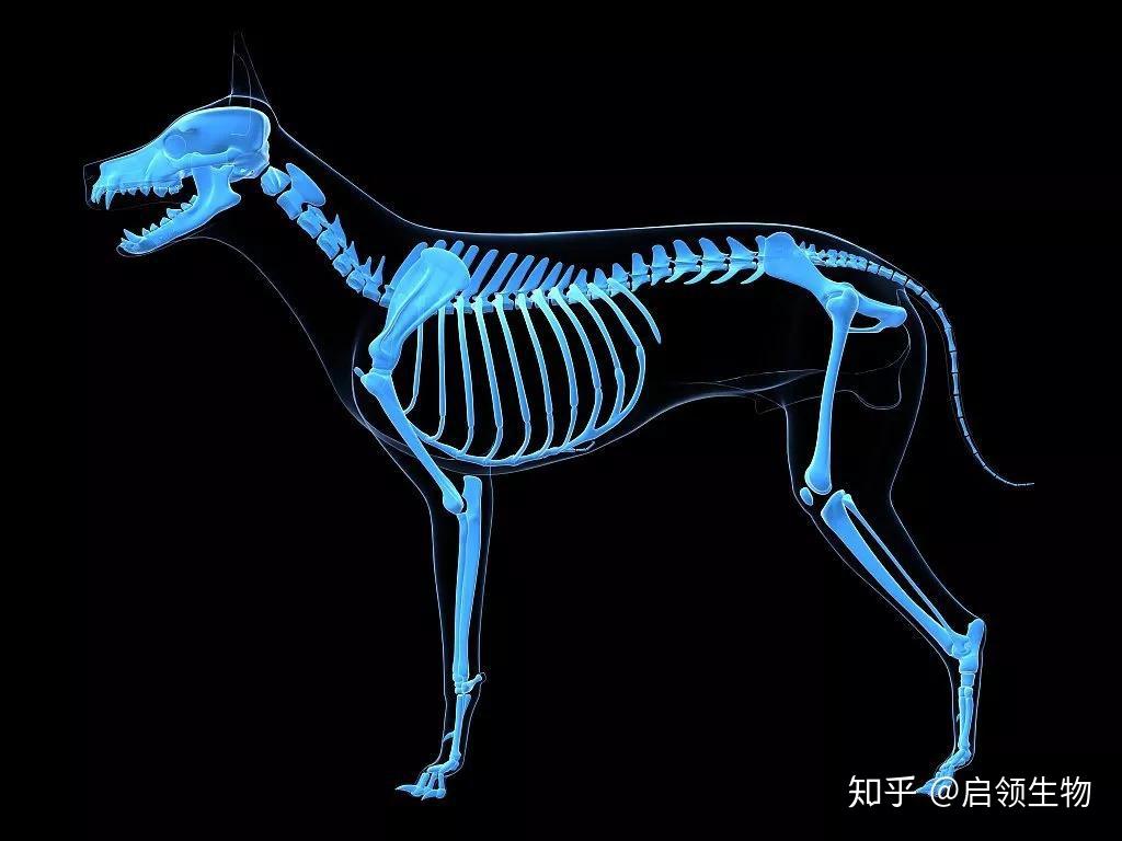 骨软骨关节疾病常见动物模型