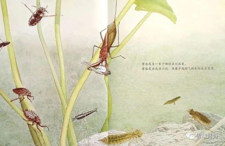 中国的"凯迪克"大奖,这些优秀的国产绘本你都不知道那真的是太out了