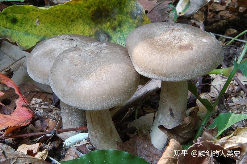 【地球生物全系列——从单细胞到人类】伞菌目—离褶伞科 - 知乎