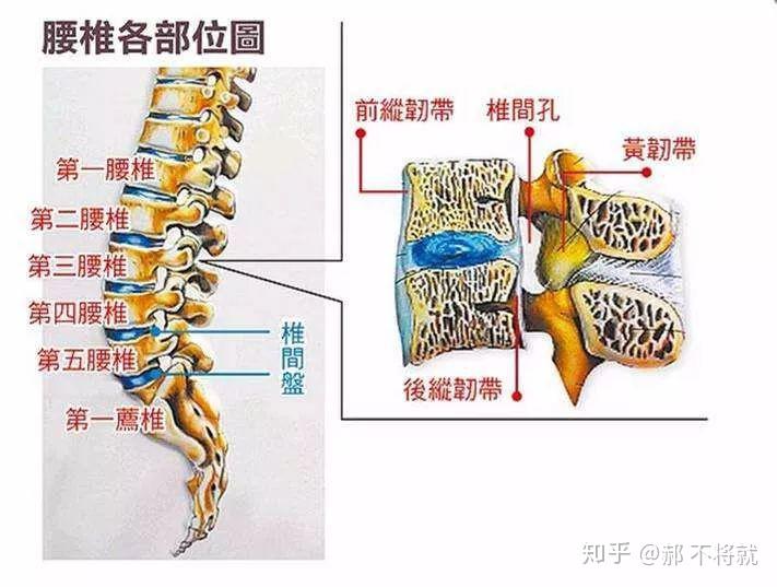 人体的腰椎间盘由上到下分别有l1—2,l2—3,l3—4,l4—5 ,l5—s1五节