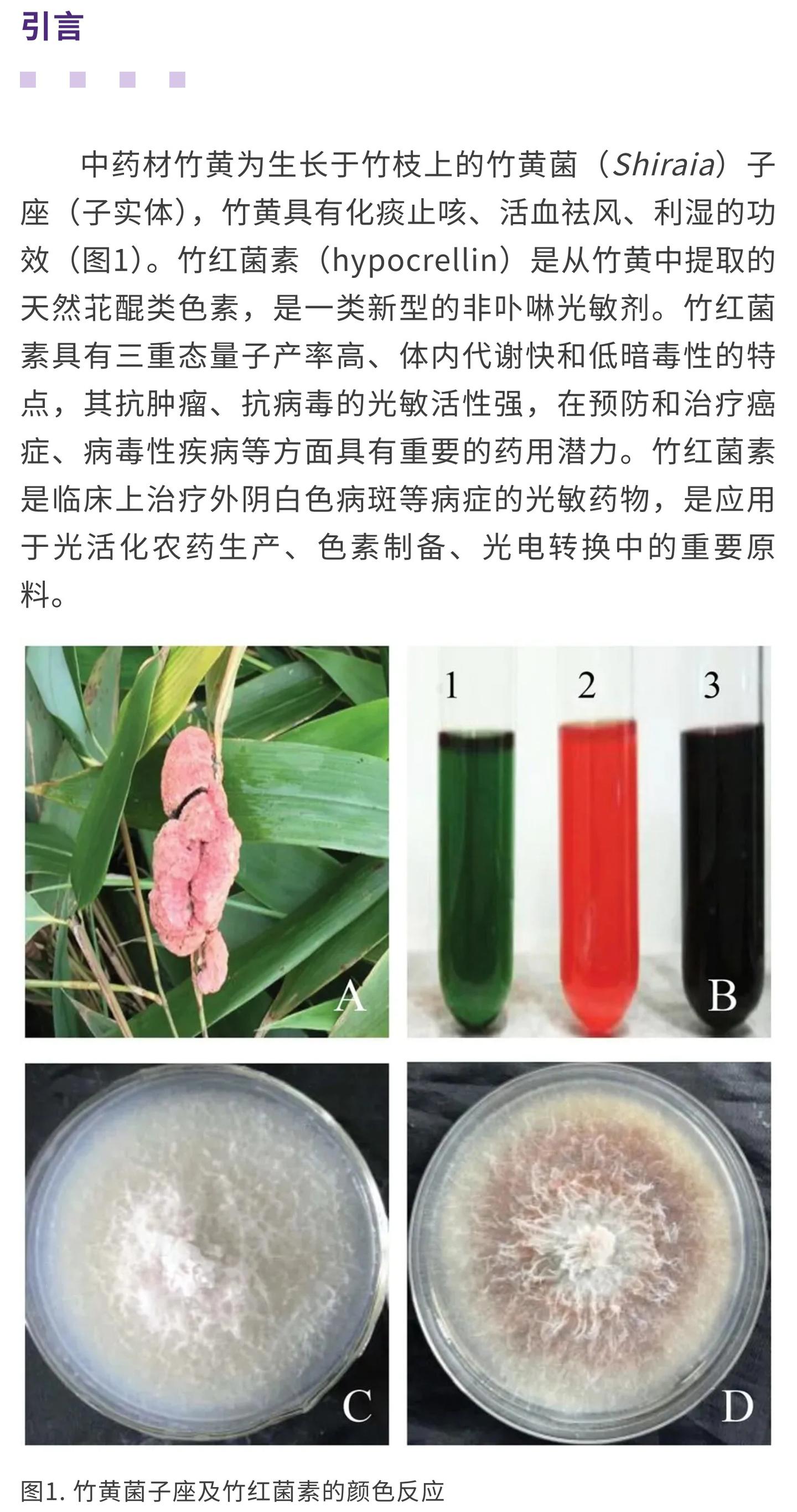 Mycology | 产竹红菌素类光敏剂的竹类真菌及其诱导培养技术 - 知乎