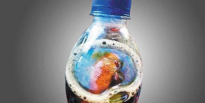 金鱼 我躲在可乐里 总算被你们发现了 知乎