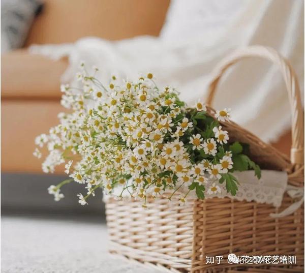 植物养护 备受宠爱的洋甘菊 清新淡雅 赶不走的春天 知乎