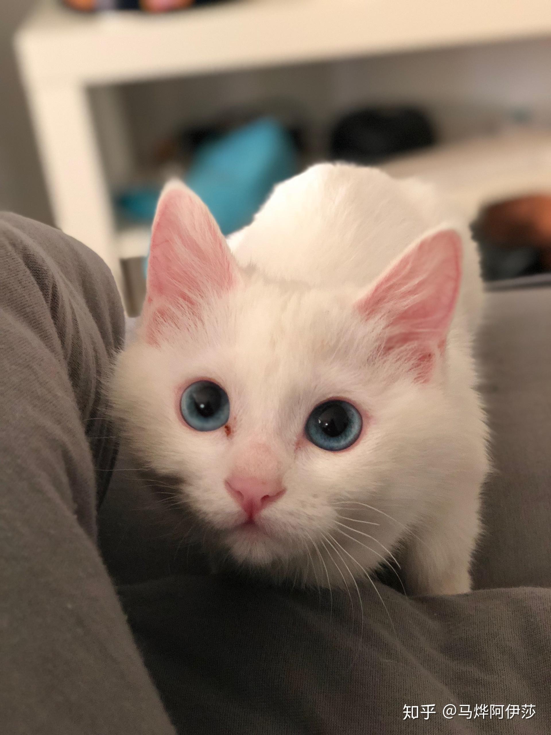 你们的蓝眼白猫听力怎么样?