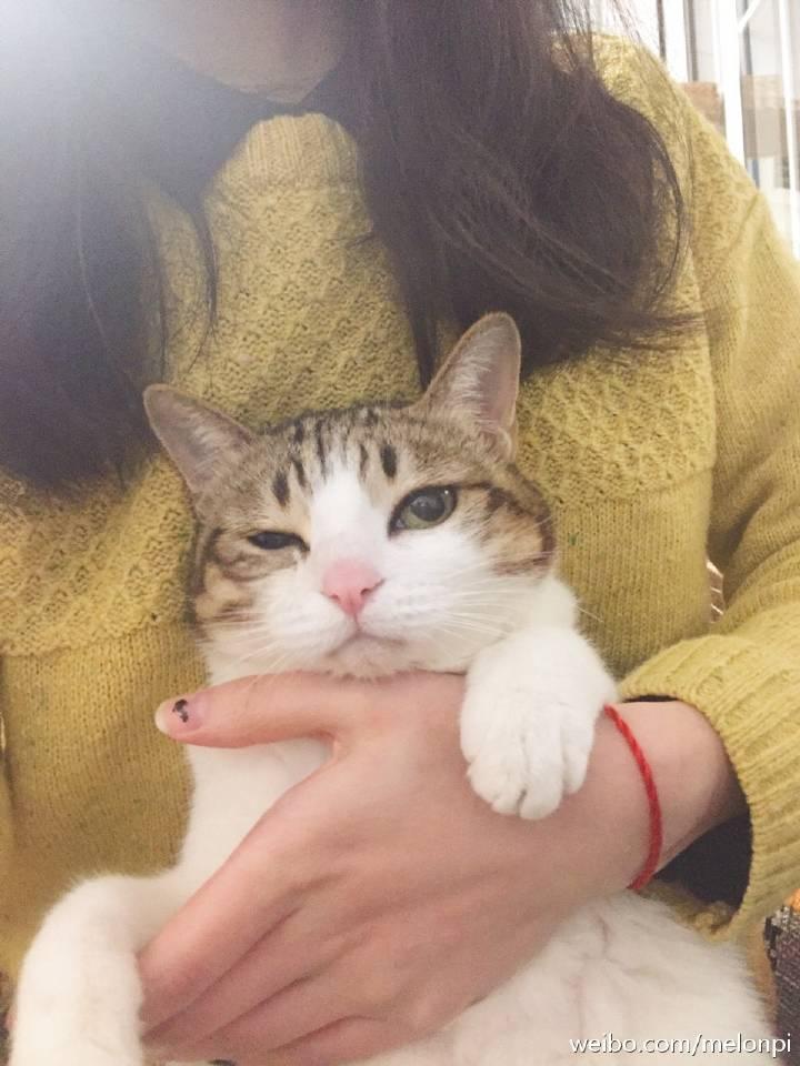 云养猫是什么样的体验? - 知乎