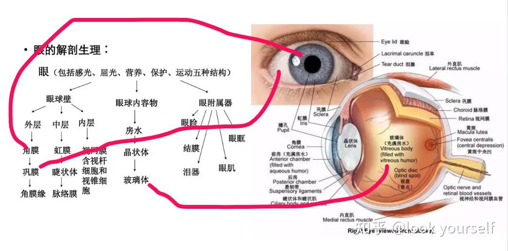 眼睛是如何看得见物体?