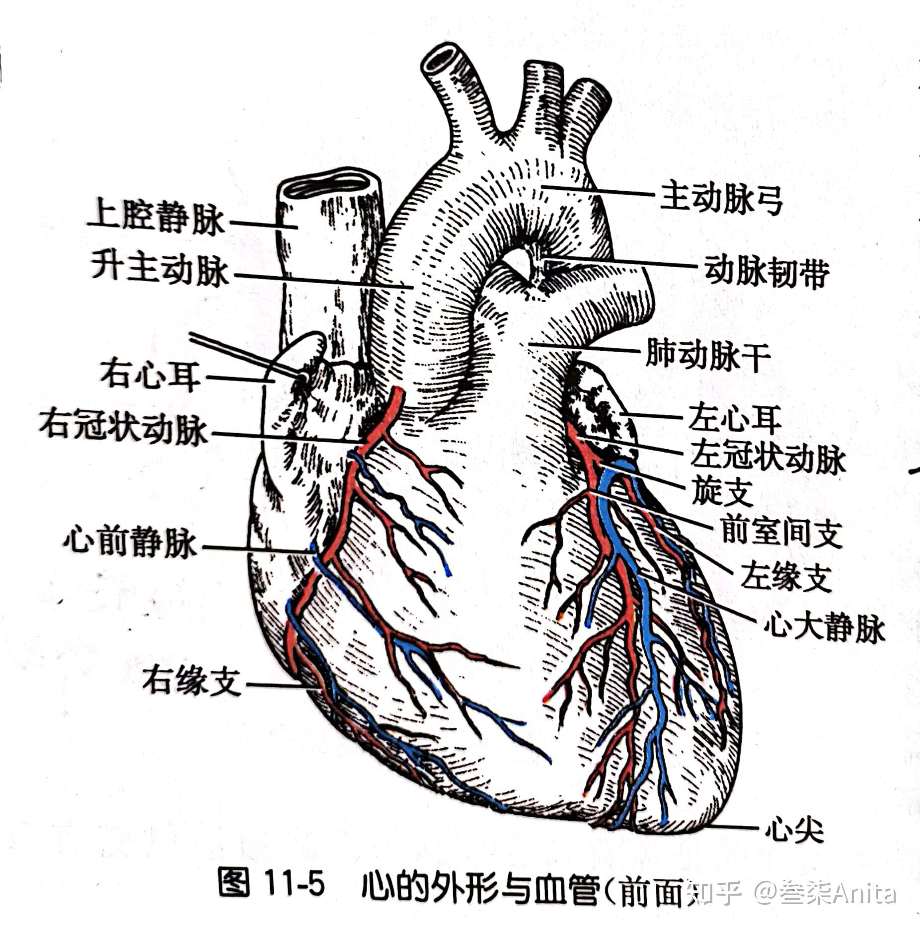 心脏解剖肺循环(小循环)和体循环(大循环)