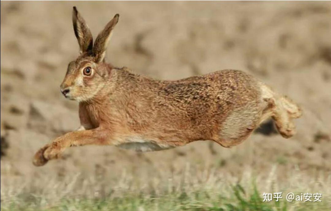请不要再说兔子是啮齿类动物动物啦