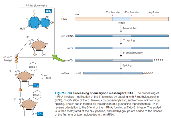 风起云涌，mRNA疫苗漫谈 (2) – mRNA转录 - 知乎