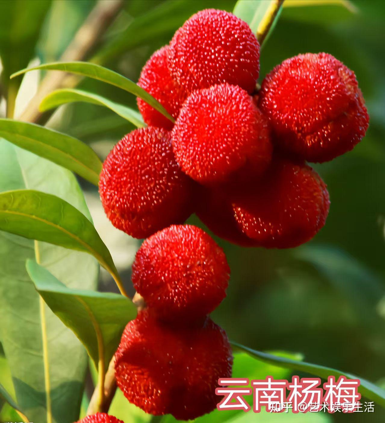 杨梅科植物有哪些 - 知乎