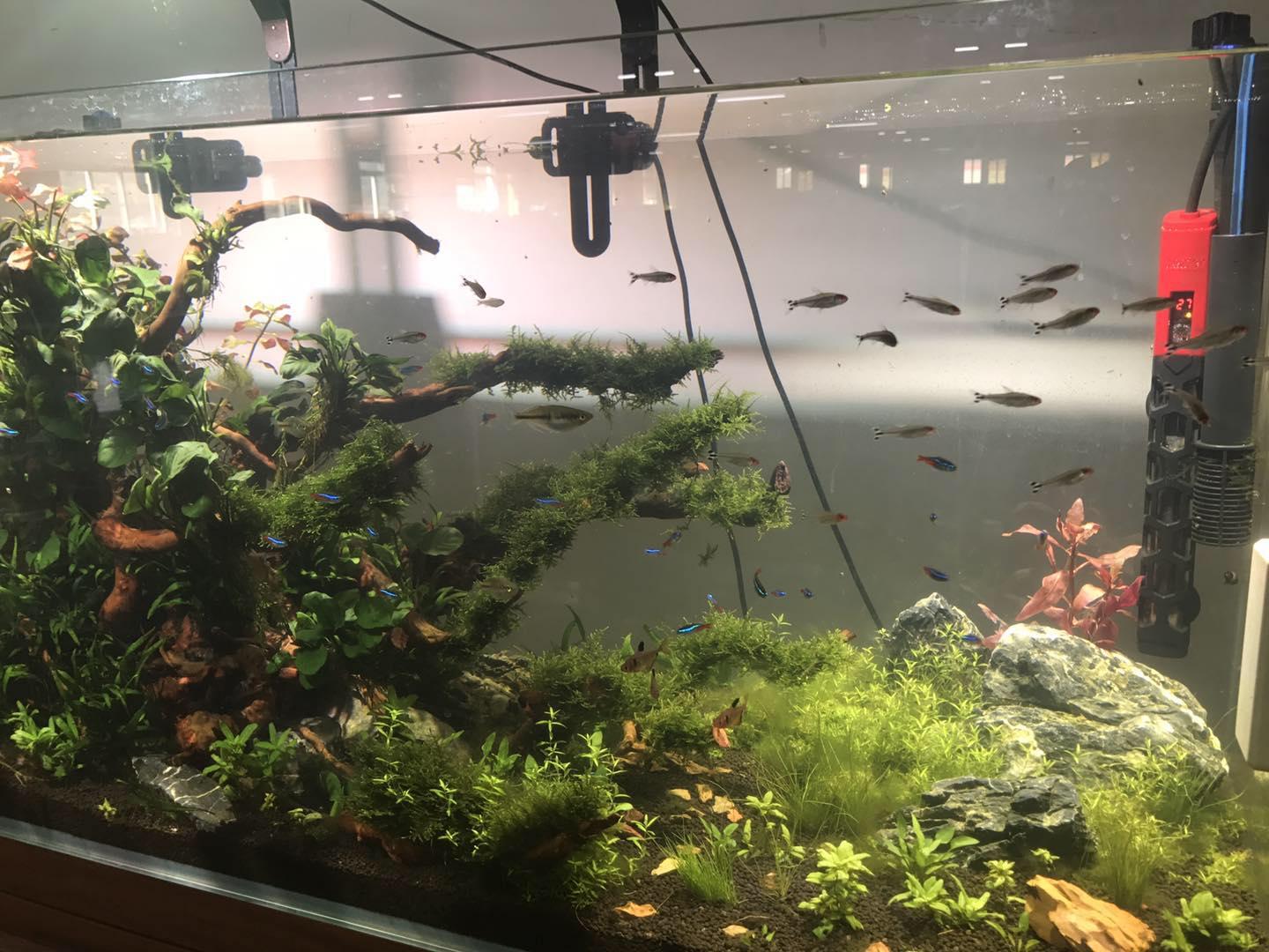 水族灯用的好 你的造景就能自带滤镜 内含选购干货 知乎 水族灯用的好 你的造景就能自带滤镜 内含选购干货 知乎