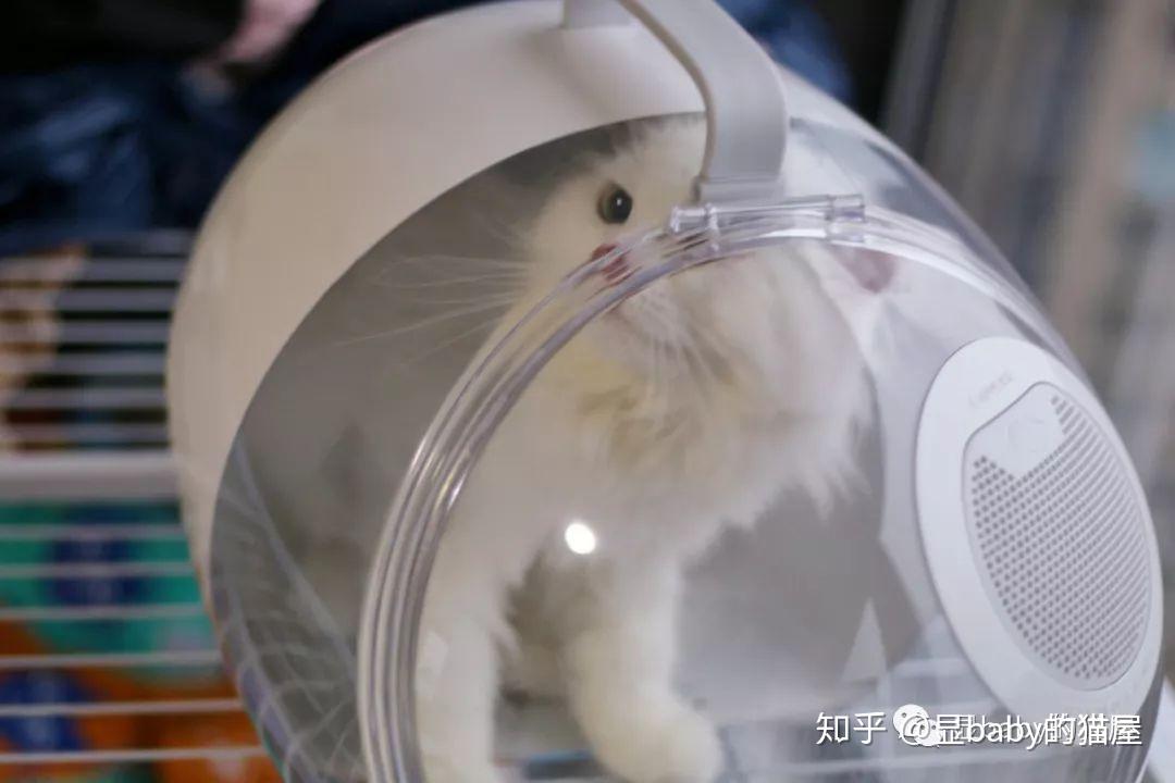 猫抗体检查怎么做 v2-1f2e9d00361a849606e0ad283d22a3a5_r.jpg