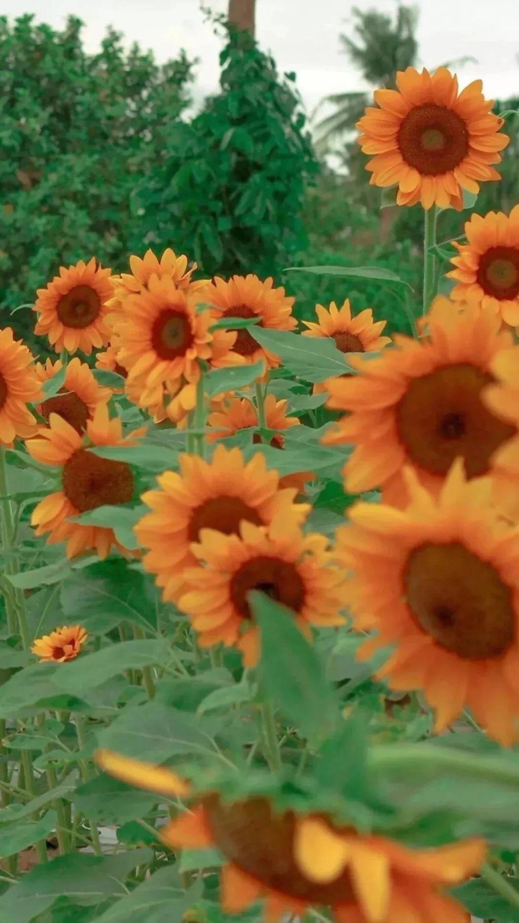 有没有明媚一点的看起来就会让人觉得心情很好的壁纸纯色的或者鲜亮一