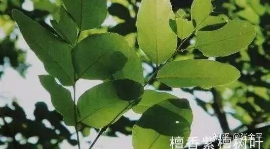 只有产自这这里才叫 紫檀 其它都不是 知乎