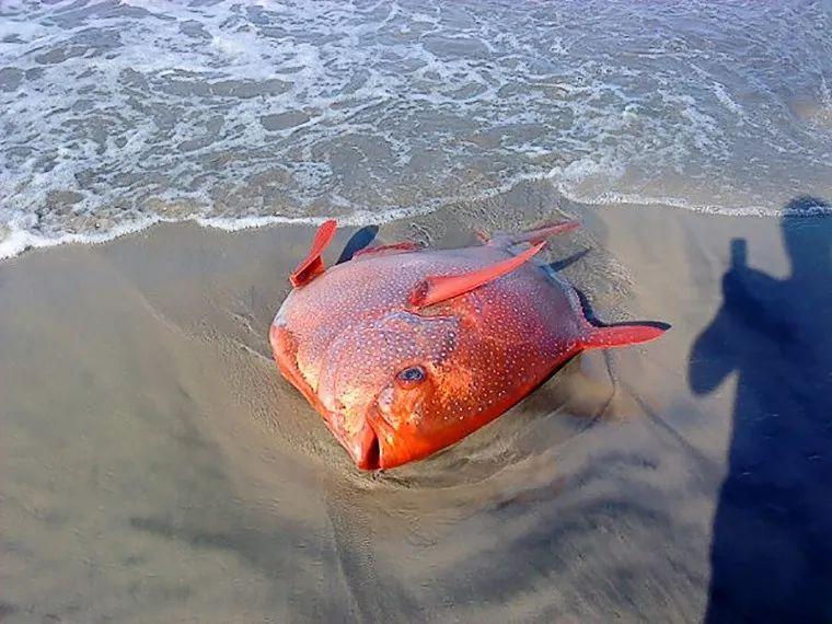 首个被证实的温血鱼自带加热棒效果这技能没谁了