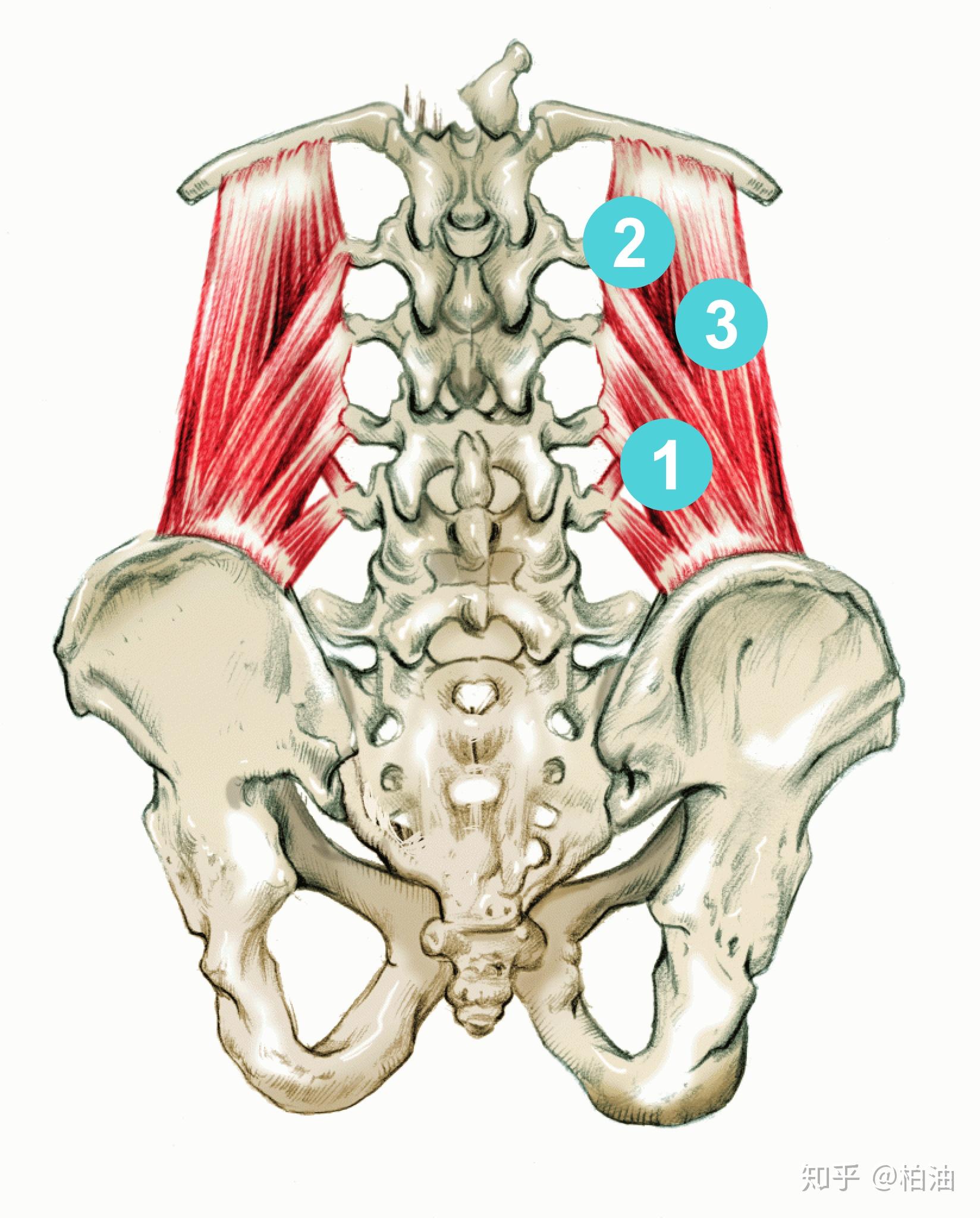 Muscles of the Back Anatomy Stock Illustration - Illustration of ...