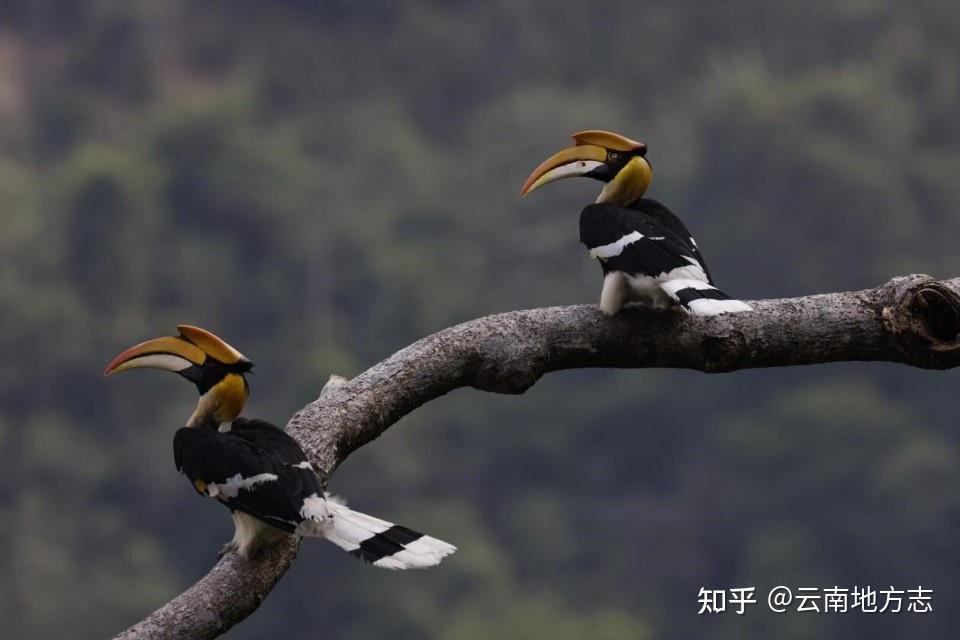 云南野生动物旗舰物种——双角犀鸟 |《美丽云南》（第三季） - 知乎